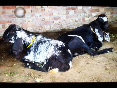 qurbani bakra (03071069008)