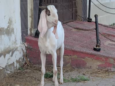 Kamal Ka Gulabi Bakra (2 Dant) – Qurbani Ke Liye