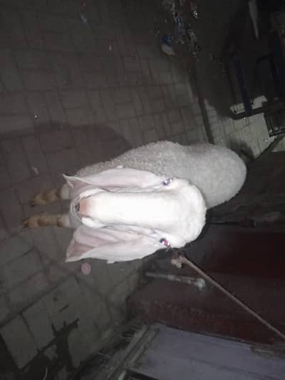 dumba for sale 1 Year