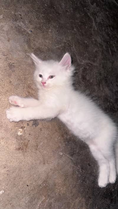 Persian kittens