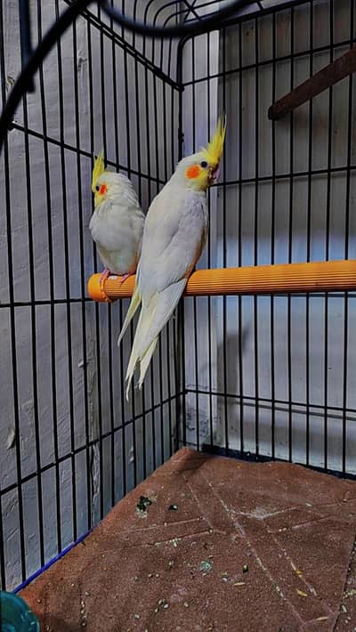 hand tame pair
