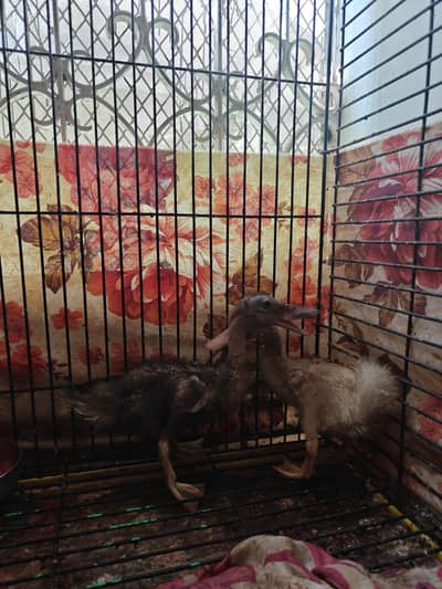 duck babies