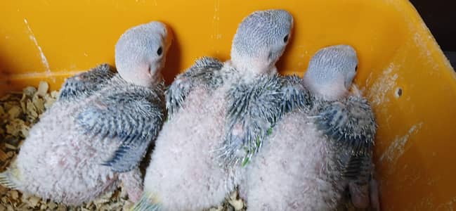 raw chicks