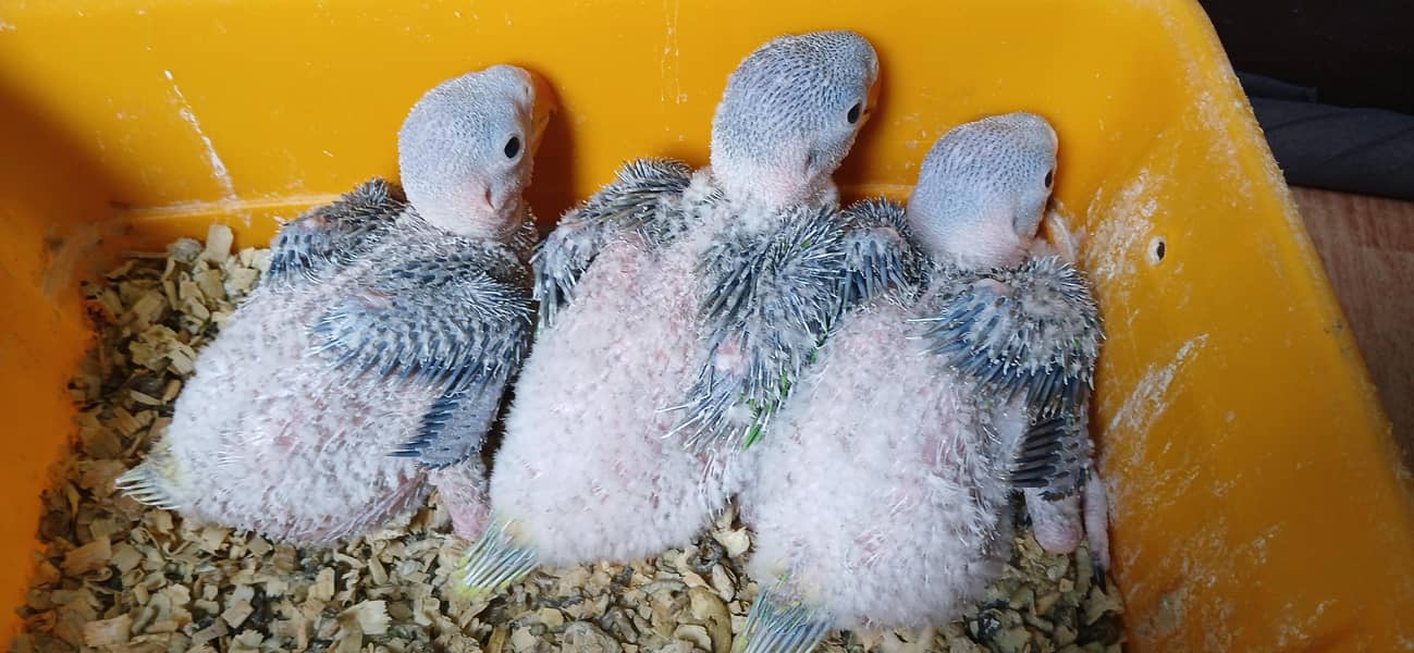 raw chicks 1