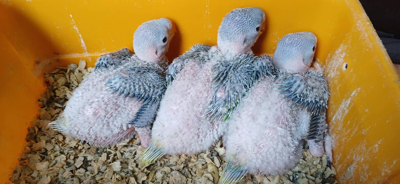 raw chicks 2