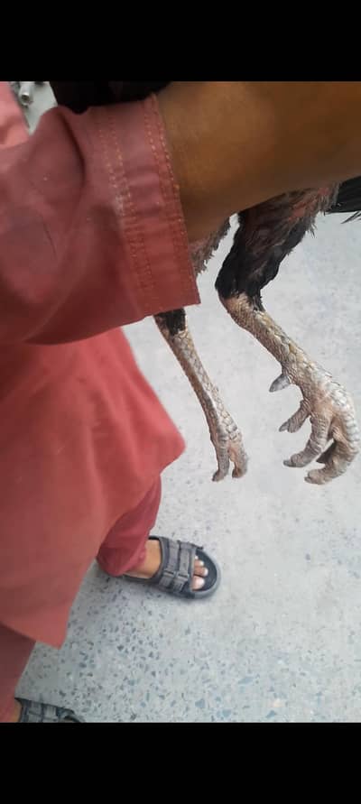 aswell murga for sale  urgent sale