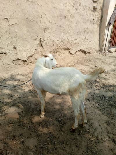 Qurbani k lie Dunday Bakray or Bakri for sale