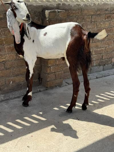 Qurbani Goat | Bakra | Sheep | bakra / بکرا / desi goat / Healthy Goat
