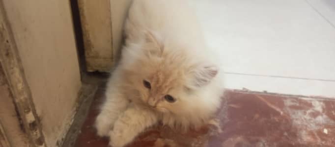 Persian cat baby