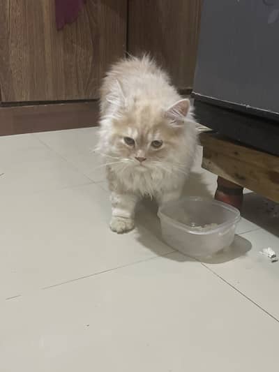 Healthy Vaccinated Home Cat for Sale