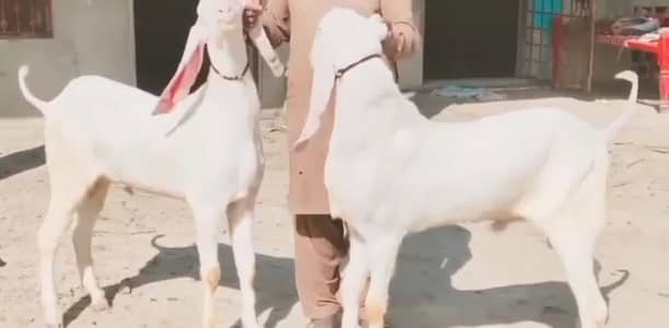 Qurbani ke liye Bakre for sale call ___03228068418