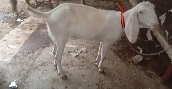 Muhammad Puri bkrii