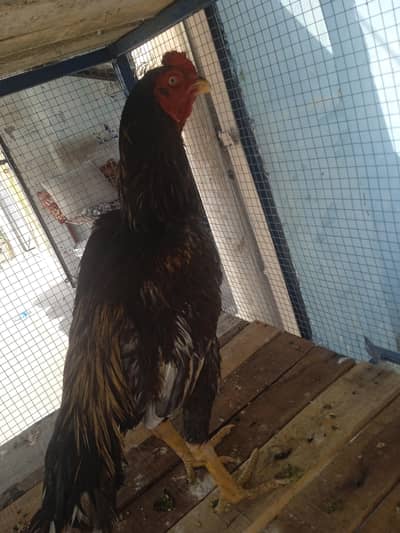 Aseel mianwali sleeta jawa murgha for sale