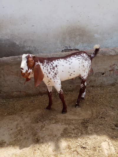 Qurbani ka liya bakra Donda