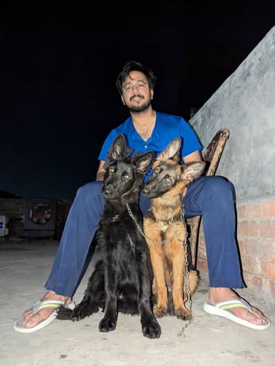 Pedigree German shepherd puppies