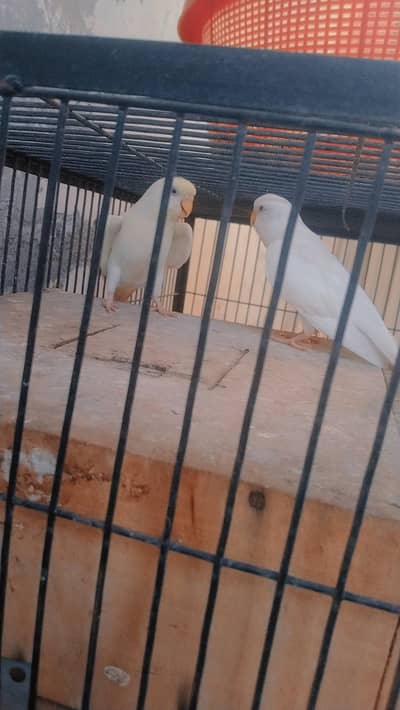 red eye budgie pair