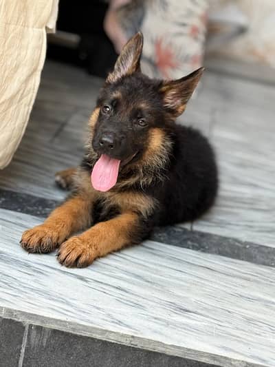 puppy