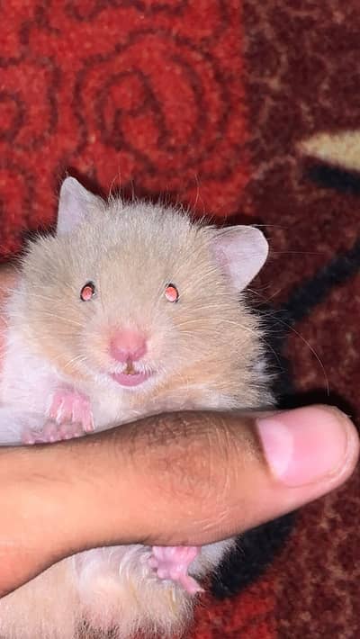 hamster |Syrian long coat hamsters | hamsters for sale