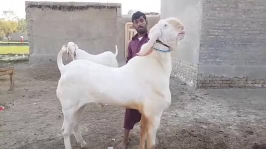 Qurbani ke liye Bakra For sale ___03228068418