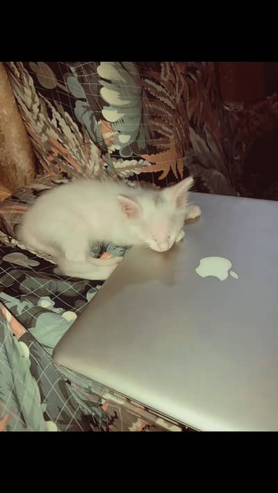 Cute fluffy kitten for sale