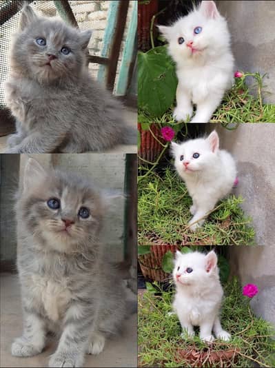 Persian kittens for sale