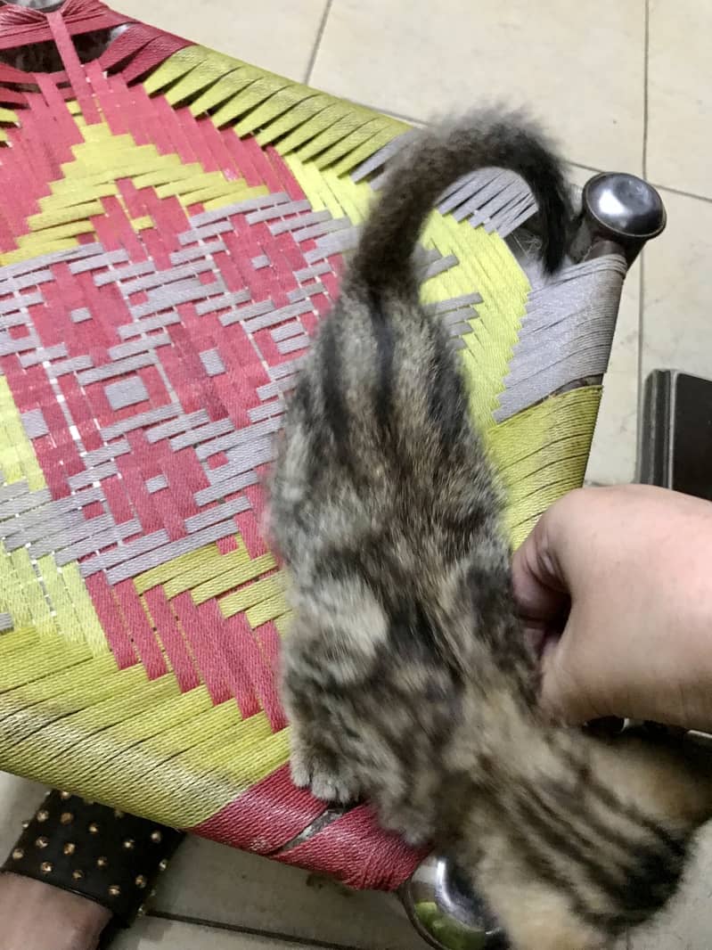 Cute kitten 0