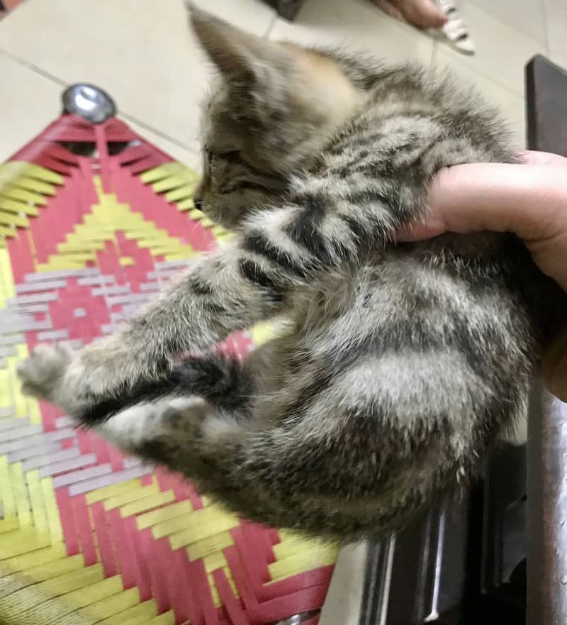 Cute kitten 1