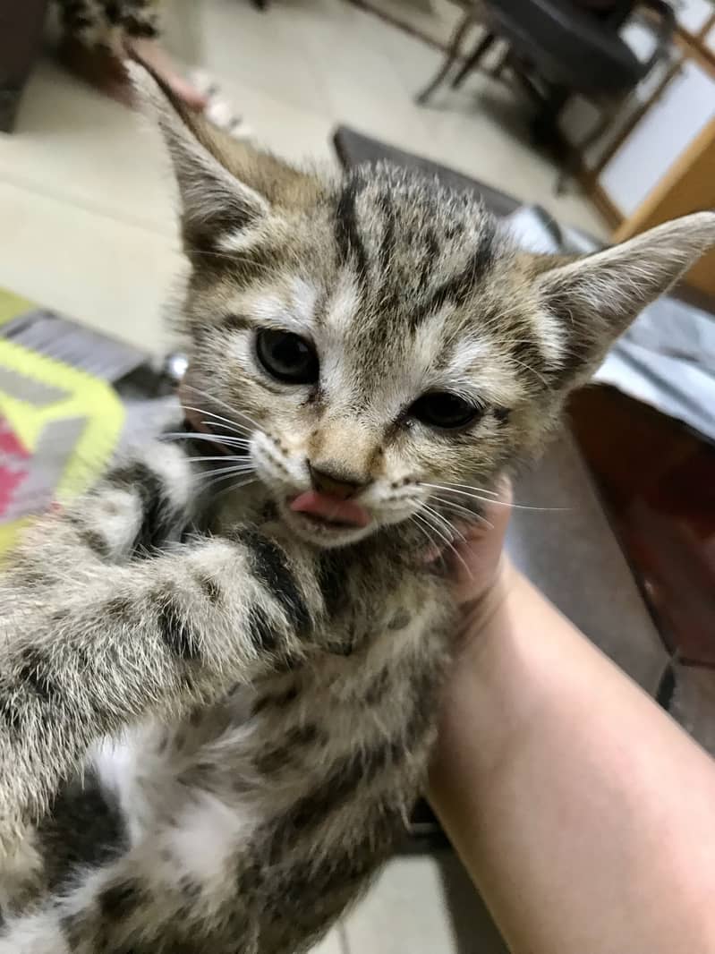 Cute kitten 2