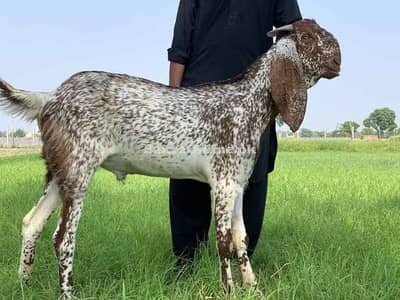 ISLAMABAD ORGANIC DESI GOAT FARM