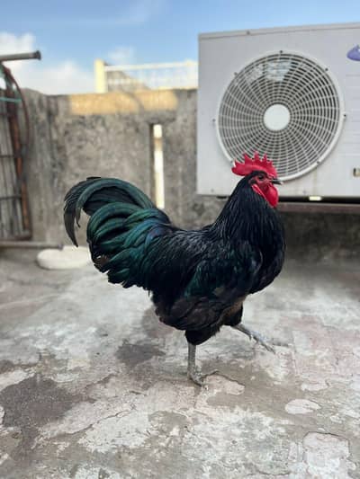 Heritage austrolope chicks for sale 03284674988 whatsapp only