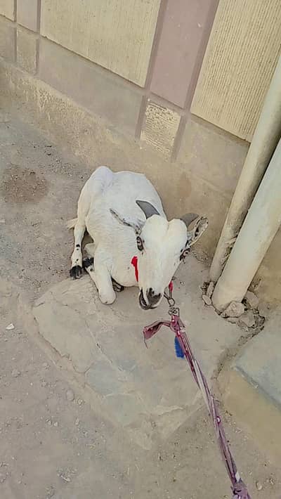 Bakra Jodi for sale