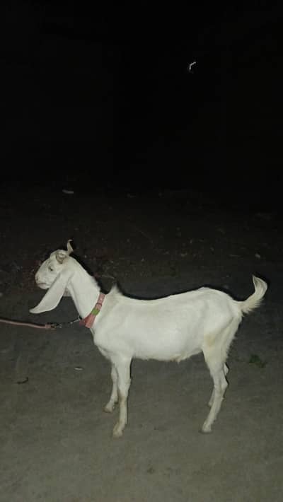Qurbani goats available for sale 2 daant