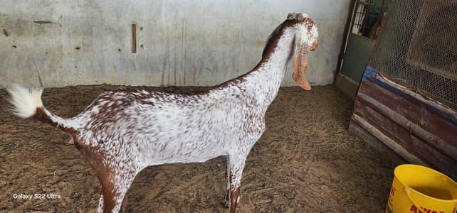 Pure Breed Makka Chini  0308 2080660