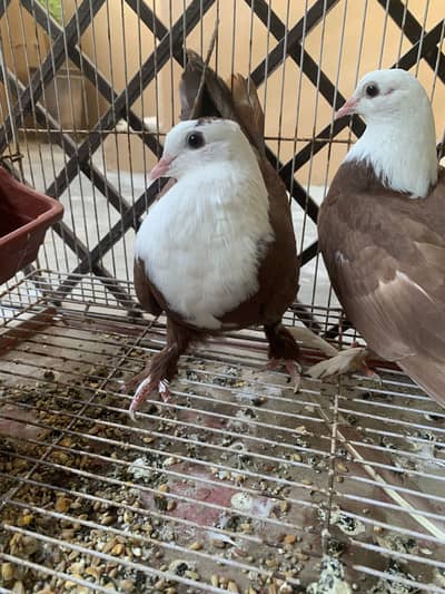 karbalai pair price final 10k home bread koi nuks huwa total pay retur