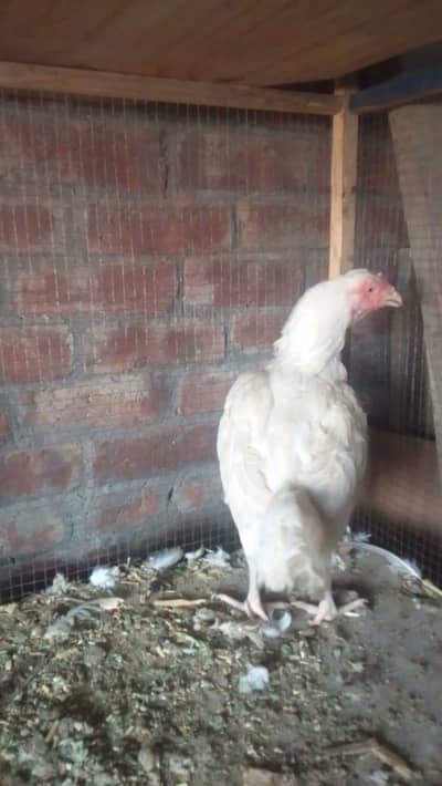 Heera Aseel Pair