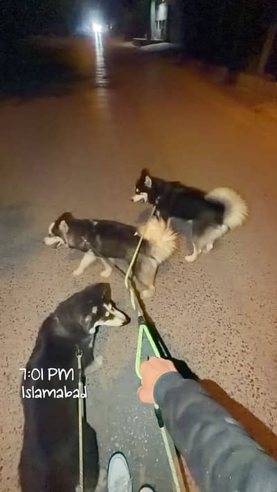 Syberian Husky