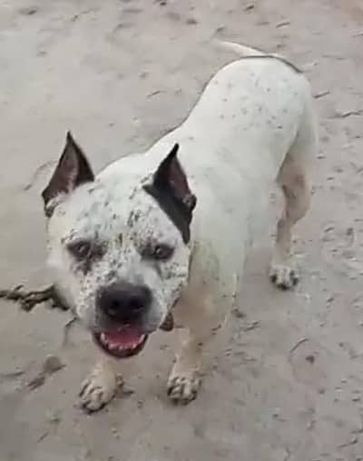 Pitbull