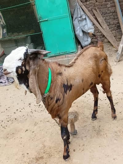 ghar ka pla desi bakra