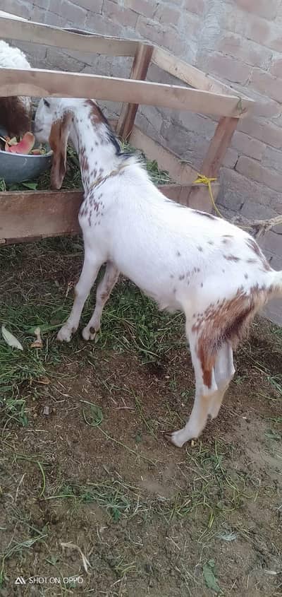 Bakra for sale