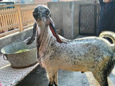 Bakra for sale