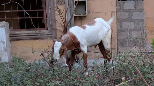 2 dant bakra