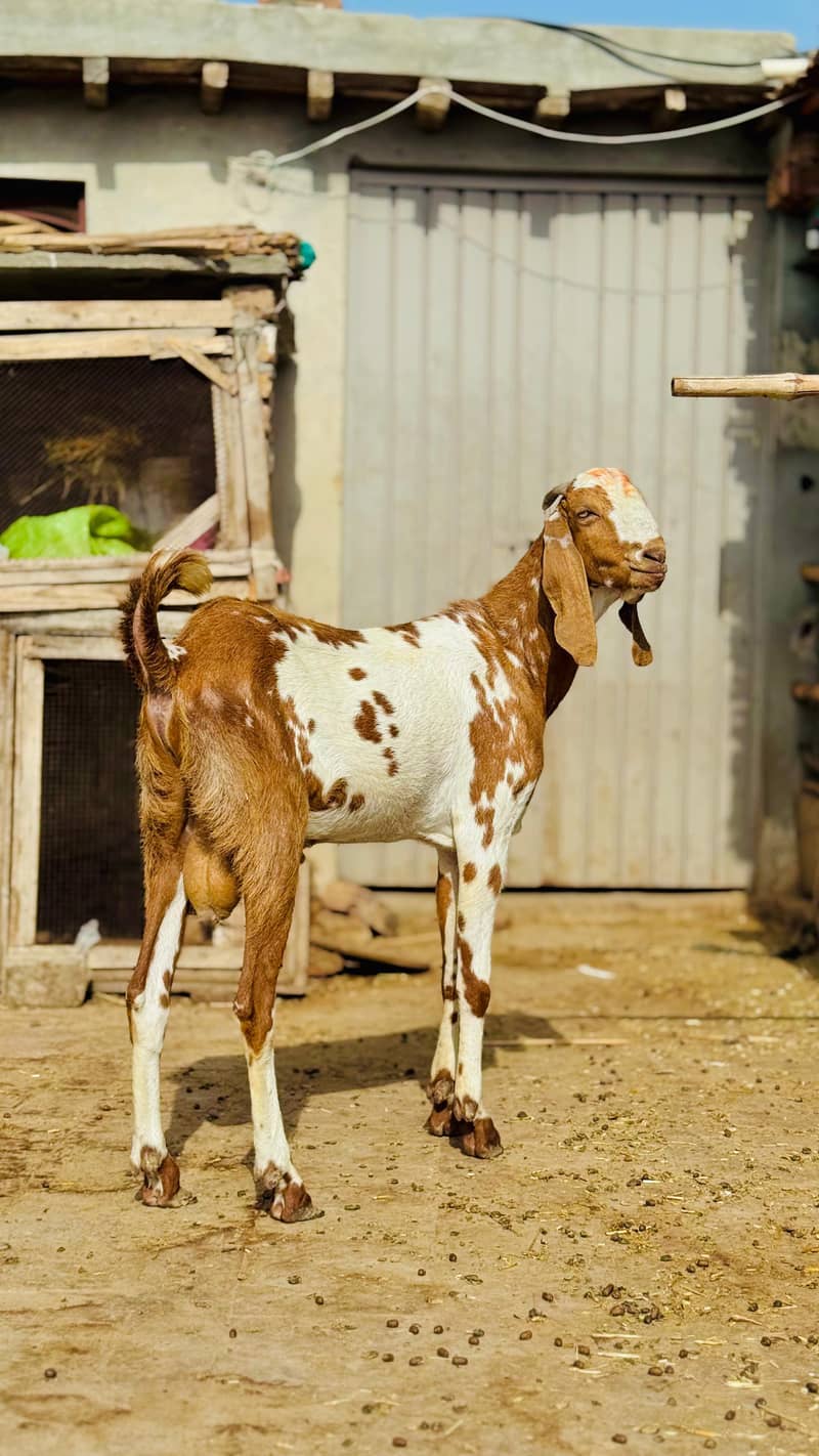 Bakra 0