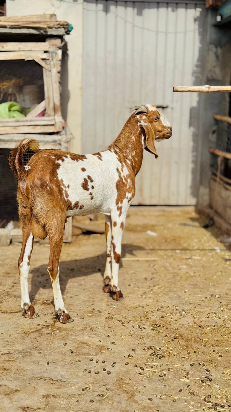 Bakra 1
