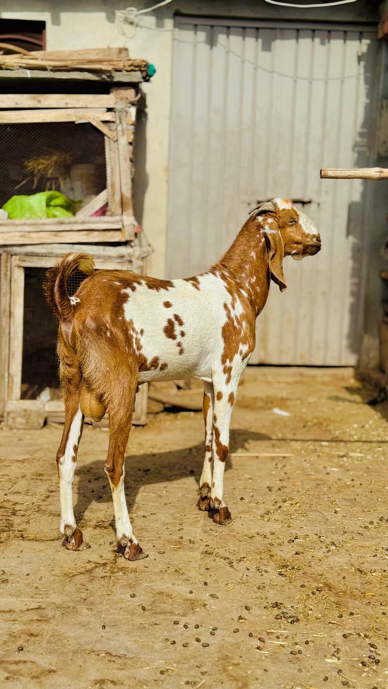 Bakra 2