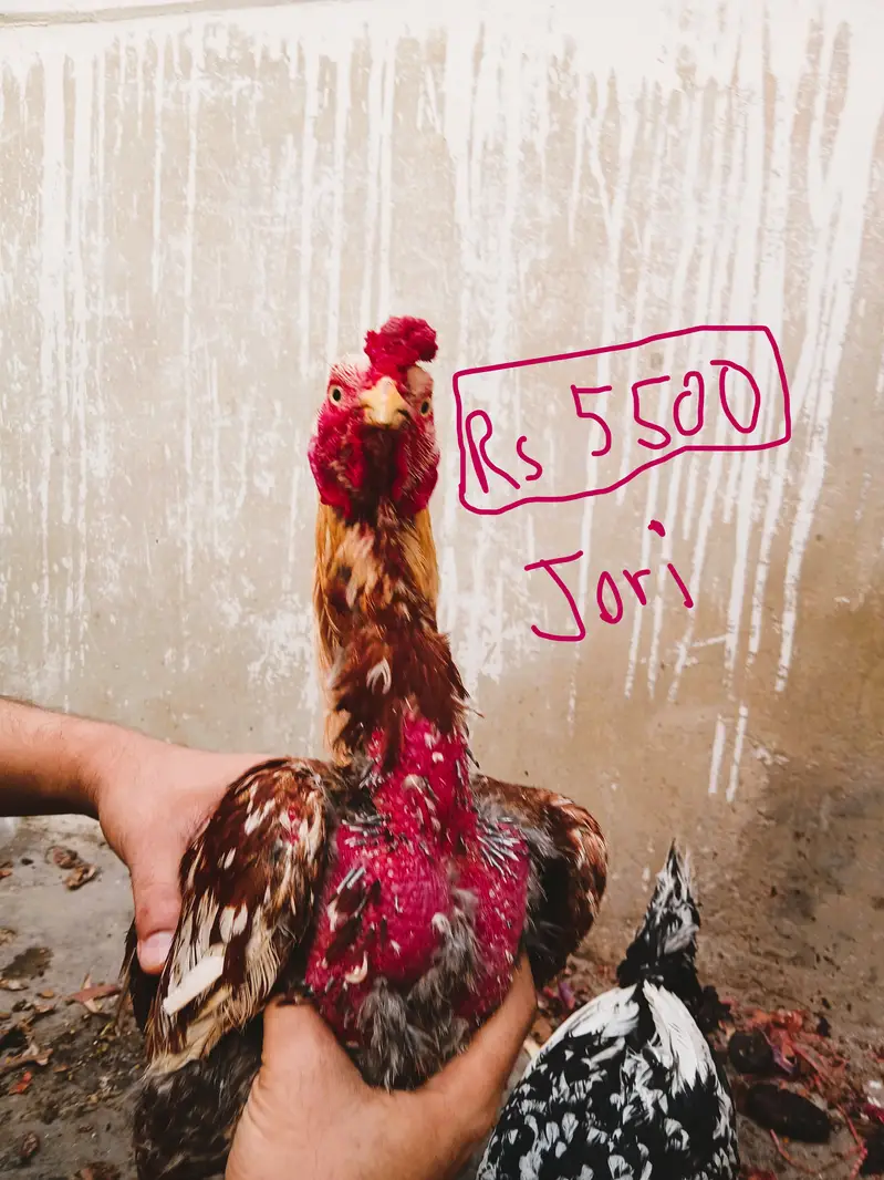 Heera Aseel Jori and other Aseel jori - Complete Setup — photo 4