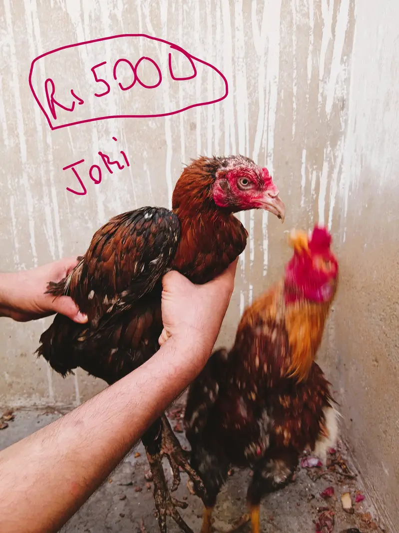 Heera Aseel Jori and other Aseel jori - Complete Setup — photo 11