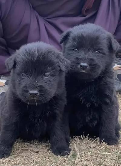 Black german shepherd puppies for sale  / GSD / german shepherd puppie