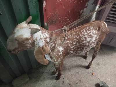 Bakra Makhi china