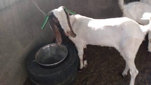 Male Goat