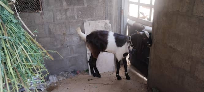 2 dant khassi bakray